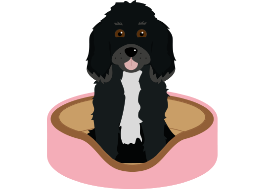 Gravity heating Ashington Northumberland boiler installers dog